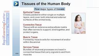 Rapid Learning: Specialized Eukaryotic Cell - The Organization of the Human Body