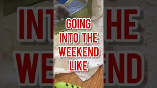 FRIDAY LET’S GOOOOOO!!!!.....#friday #fridayvibes #FridayFunny #fridaynight #fridayfeels #kittens l