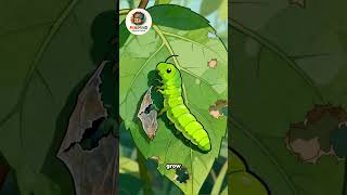 Life Cycle of a Butterfly 🦋 | 2D Science Animation for Kids #butterfly #shortvideo #shorts