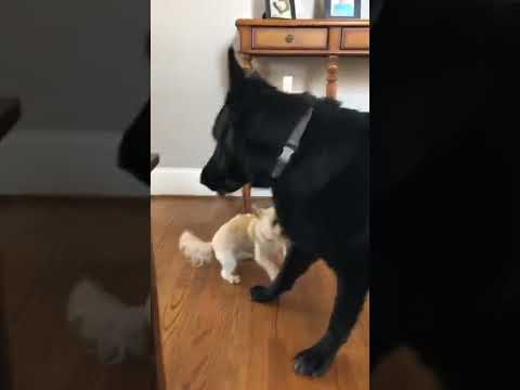 Little Doggy Playing With Her Big Brother ❤️