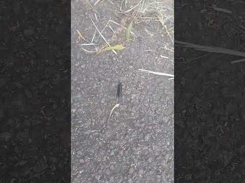A  WEIRD BEETLE