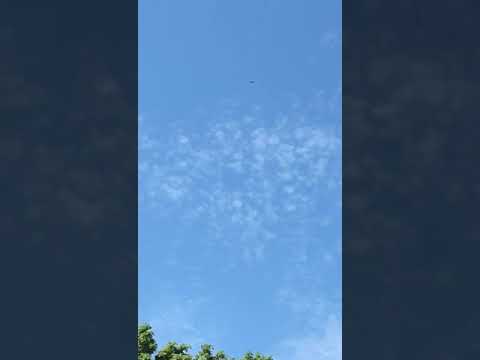 Chimney Swifts flying in Philadelphia, PA, USA May 2020