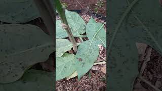 Hama cabe rawit sejuta umat para petani #shorts