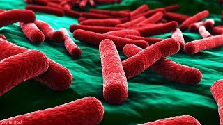 Everything to know about E. coli amid outbreak