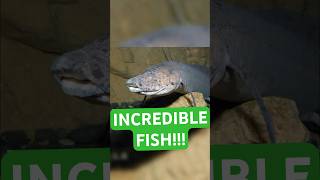 The Fish That Can Survive on Land for YEARS!