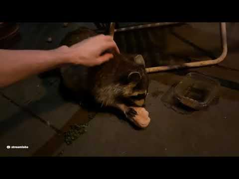 Atonement Enjoys Pet (Mostly) #Shorts