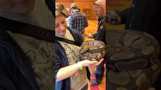 5-Year-Old Ball Python Held by Mariah Nebraska Reptile Breeders Expo 4-13-2025 Sunday