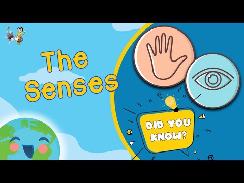 The Five Senses (Learning Videos For Kids)