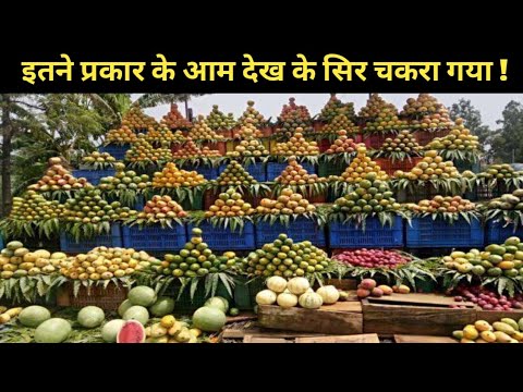 एक दुकान पे इतने प्रकार के आम || 100 verities mango on a shop || Himanshu Dwivedi ||
