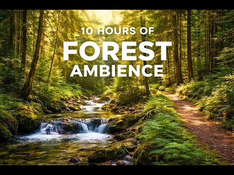 10 Hours of Forest Ambience – Relaxing Woodland Trails & Flowing Streams (No Talking)