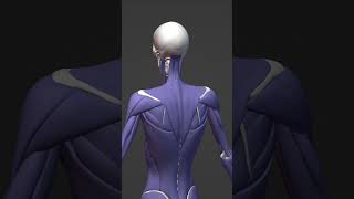 Shoulder Shenanigans #b3d #3danimation #anatomy  #blender  #blendermodel #shoulder #clavicle