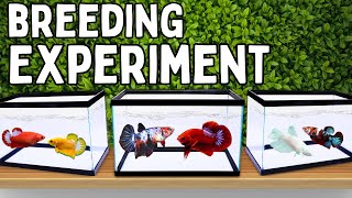 Betta Crossbreeding Results (4 Different Lines)