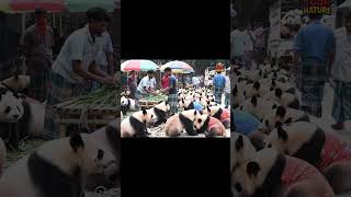 Panda Village Market  #aivideotrend #toonhature