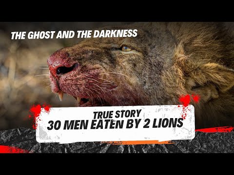THE TSAVOR MEN INCIDENT  EATEN BY LION