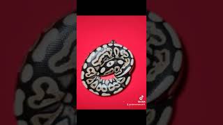 cute baby royal pythons #ballpython #royalpythons #reptilelife