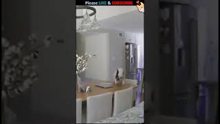 Wee #9 | Funny Animals #Shorts