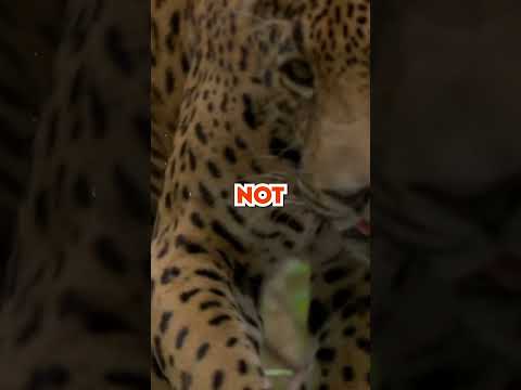 Mind-Blowing Jaguar Facts in 60 Seconds! 🐆 #Shorts