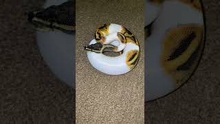 Pastel Pied Ball Pythons