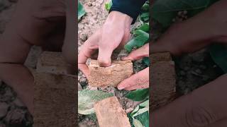 #agritools #farmer life #tonglufeng #agriculture #agritool #youtubeshorts #viral