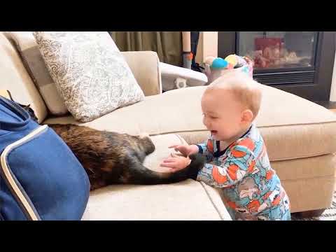 the best cute pets,😂  funny videos, animal reactions,😱 that will make you laugh all day long