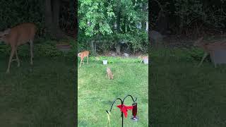 Fawn Zoomies!!