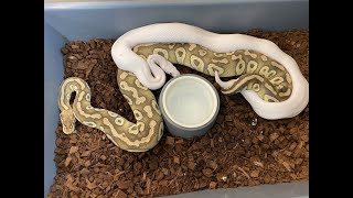 How I breed my Ball Pythons