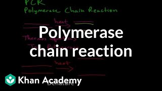 Polymerase chain reaction (PCR)