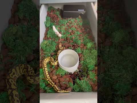 Baby Fire spotnose clown ball python gets his first meal in his new home #ballpython #snakes
