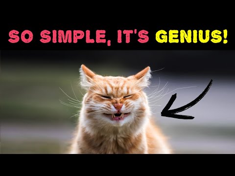 Easy Ways to Make Your Cat Happy (It's Easier Than You Think!)