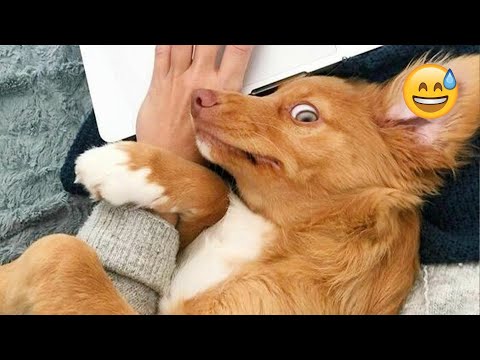 I dare you not to LAUGH at these FUNNY DOGS 😁🐶 - Best Funny Animals Videos 2024 part55