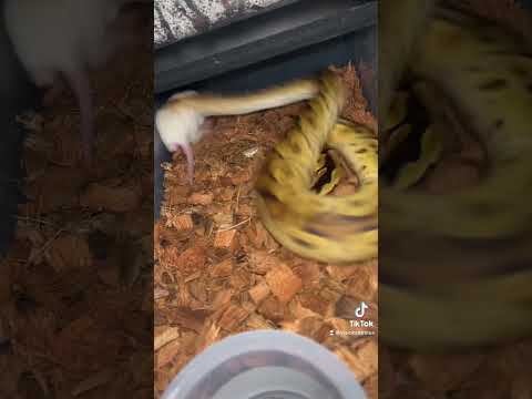 WARNING: LIVE FEEDING OF RATS! Snakes gotta eat too!