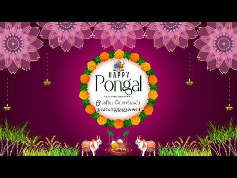 Pongalo Pongal | Pongal Festival Celebration | Tamil Harvest Festival Traditions | Pongal Explain