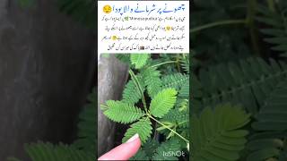 Mimosa Pudica Nature's Shy Wonder🤯 #mimosapudica #naturefacts #wildlife #wonderful  #shorts