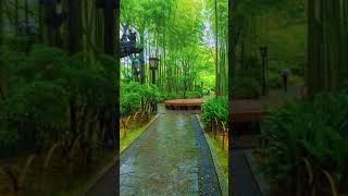 Nature and Rain🌧🌦 #nature #relaxationvideo #shortsvideo