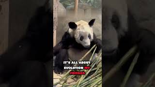 The Shocking Truth Behind Pandas' Bamboo Addiction!