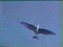 Spencer Seagull Ornithopters