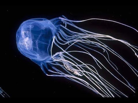 Mysteries Of Atlantis: Discovery Of The Ancient Minoans - Documentary