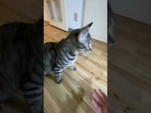猫に可愛いと言ってみた結果