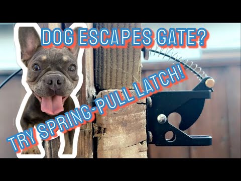 Dog Escapes Gate? Try This Spring-Pull Latch. DIY, Fast, Easy, Inexpensive!