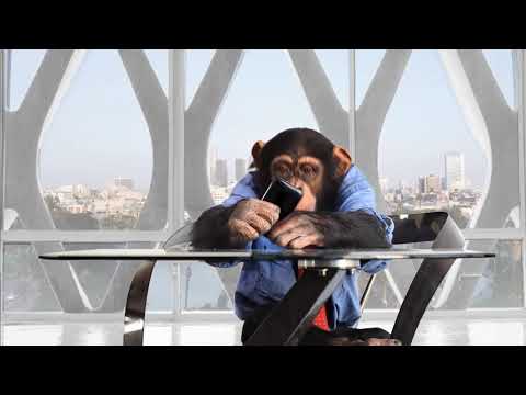 Monkeying around marketing video