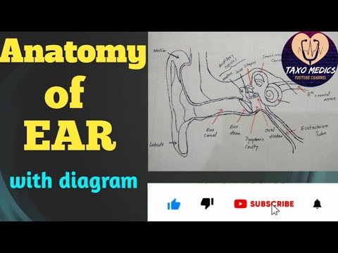 Ear anatomy || Anatomy of ear in urdu || Parts of ear || diagram of ear.