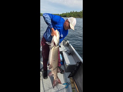 50 Inch Tank of a Musky! Canada 2025 Eagle Lake, Ontario.
