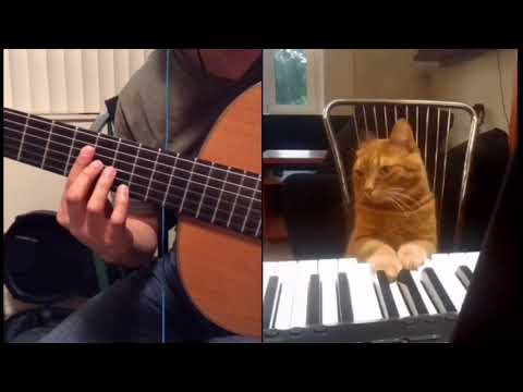 Maestro Cat Concerto 🐱
