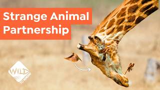 3 Unexpected Animal Relationships - Living in Symbiosis