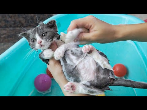 First bath for baby kitten / First bath for foster kitten