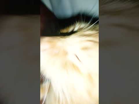 Hes fat very fat #cat #funny #funnycutekitties #memes #cute #cuteanimls