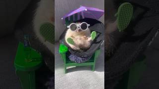 Meet The Hedgehog: most curious little creature #hedgehog #hedgehogcute #wildlife #animals