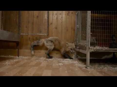 The Storytellers: Anton the Fox, Living in Akademgorodok Lab