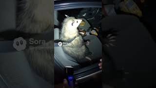 He's reaching! #trafficpolice #trafficstopgonewrong #opposum #music #spooky #horrortok #horror