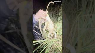 Dog Catches Giant Python Eating Iguana - Crazy Find